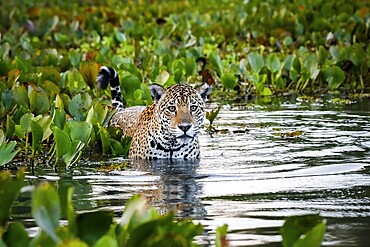 Close-up of a Young Jaguar standing in shallow water with reflections, bed of water hyacinths in the back and side, facing camera, dawn mood, Pantanal Wetlands, Mato Grosso, Brazil