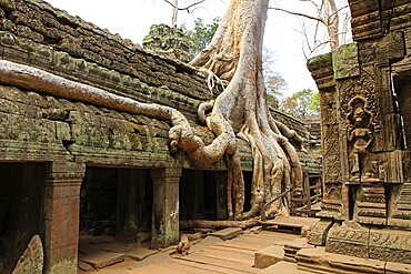The temple of Ta Prohm in Cambodia, overgrown with roots