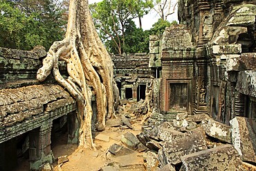 The temple of Ta Prohm in Cambodia, overgrown with roots