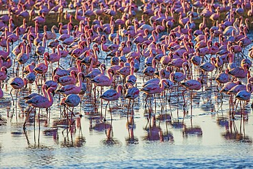 Pink flamingos. Interesting birdwatching. Gorgeous pink birds feed and spend time in the shallow water of the Namibian resort of Swakopmund. Ecological, zoological and photo tourism concept