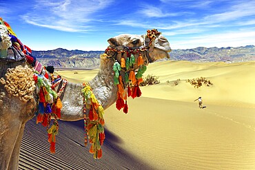 Orange sunrise in the desert. Well-groomed camel, decorated with colourful garlands and tassels, stands atop the sand dunes. Concept of active, ecological and photo tourism