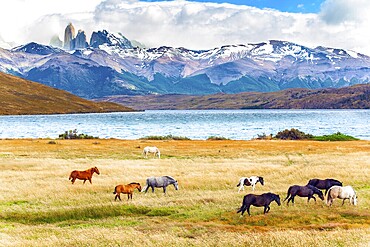 Herd of wild horses graze on the yellow grass. Lagoon Azul is mountain lake near three rocks - torres. The mountain range is covered with eternal snow. The Torres del Paine park in Chile