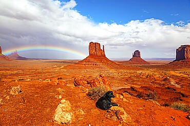 Large black dog is resting among the red hills. The rock Mittens. USA. Navajo Indian Reservations. Monument Valley is geological formation in Arizona and Utah. The bright rainbow