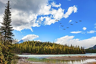 The Athabasca River is of glacial origin and turquoise in colour. Jasper National Park. Picturesque mountains surround the waterfall and the Athabasca River
