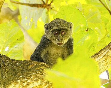 White-throated Monkey (cercopithecus albogularis) in a tree, Kenya