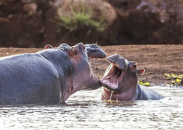 Hippo in Tsavo-West National Park, Kenya
