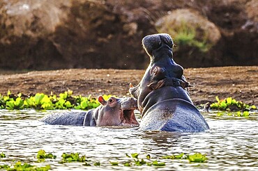 Hippo in Tsavo-West National Park, Kenya Africa