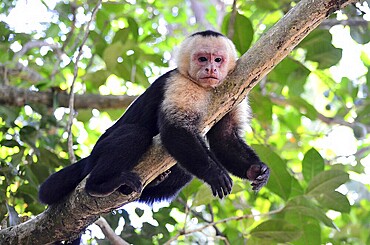Monkey in Costa Rica