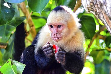 Capuchin monkey