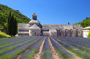 Abbey with lavender fields in French Senanque