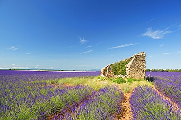Old broken house in French lavender field