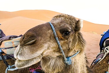 Portrait of camel in desert