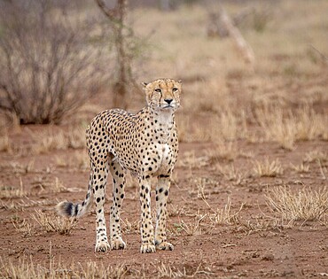 Starring Cheetah in the Kruger National Park, South Africa