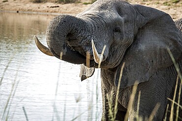 Elephant drinking in the Kruger National Park, South Africa