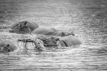 Hippo lifting a impala in the water in black and white in the Kruger National Park, South Africa