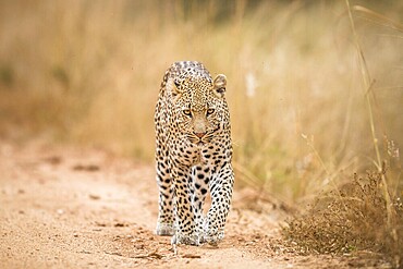 A Leopard walking towards the camera in the Kruger National Park, South Africa