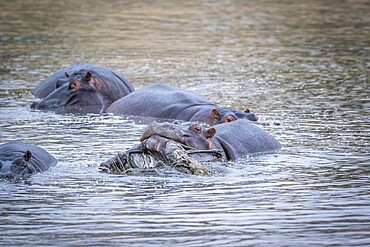 A Hippo lifting an Impala out of the water in the Kruger National Park, South Africa