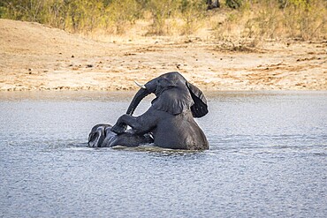 Two Elephants playing in the water in the Kruger National Park, South Africa