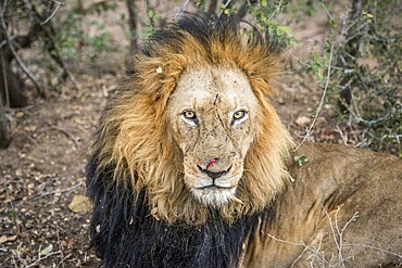 Starring male Lion in the Kapama game reserve, South Africa