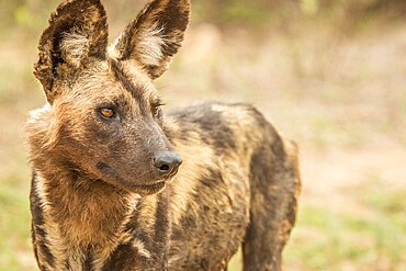 Starring African wild dog in the Kruger National Park, South Africa