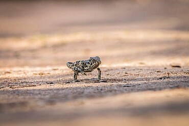 A Flap-necked chameleon walking in the sand in the Kruger National Park, South Africa