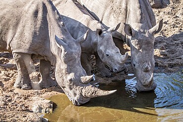 Three drinking White rhinos in the Kruger National Park, South Africa