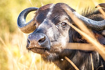 Starring Buffalo in the Kruger National Park, South Africa