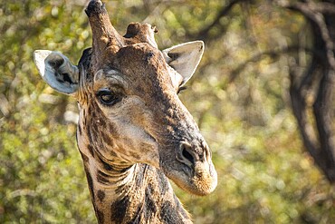 Close up of a Giraffe in the Kruger National Park, South Africa