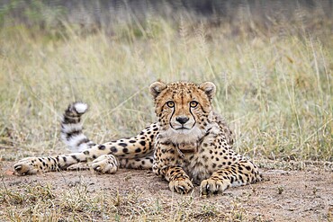 Cheetah starring at the camera in the Kruger National Park, South Africa