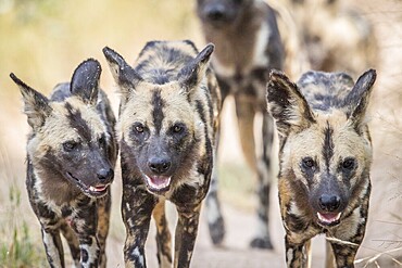 African wild dogs walking towards the camera in the Kruger National Park, South Africa
