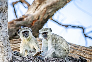 Vervet monkey family sitting in a tree in the Chobe National Park, Botswana