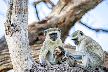 Vervet monkey family sitting in a tree in the Chobe National Park, Botswana