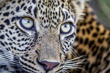 Close up of the face of a young Leopard in the Kruger National Park, South Africa