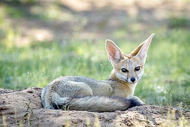 Cape fox laying down in the sand in the Kalagadi Transfrontier Park, South Africa