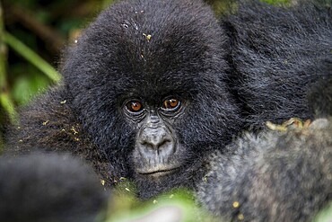 Close up of a baby Mountain gorilla in the Virunga National Park, Democratic Republic Of Congo