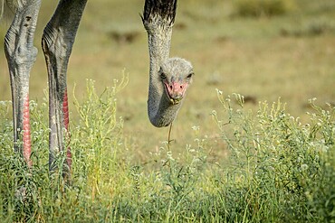 Close up of a male Ostrich in the Kalagadi Transfrontier Park, South Africa