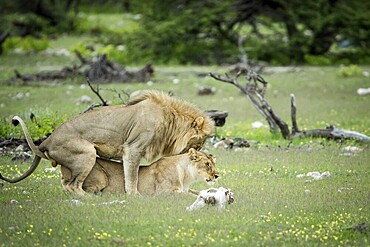 Lion couple mating in the grass in the Etosha National Park, Namibia