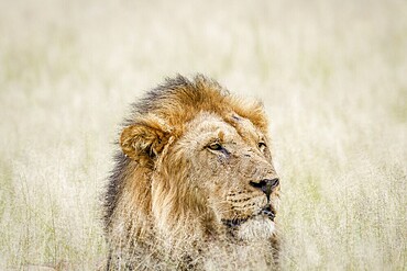 Close up of a big male Lion in the grass in the Central Kalahari, Botswana