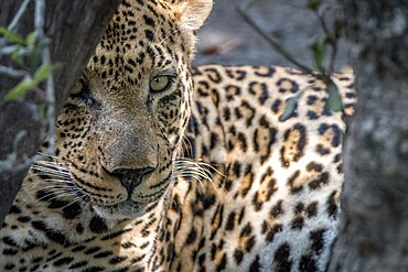 A male Leopard staring at the camera in the Sabi Sand Game Reserve, South Africa