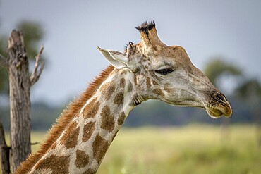 Close up of a Giraffe in the Okavango Delta, Botswana