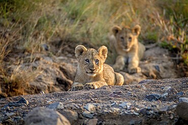 Two Lion cubs laying in a dry riverbed in the Pilanesberg National Park, South Africa