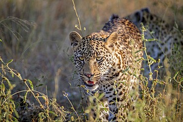 Young Leopard walking towards the camera in the Kruger National Park, South Africa