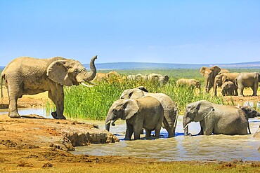 African Elephants near a large pool and others inside the water that cool down with mud. Addo Elephant National Park, Eastern Cape, South Africa. Summer season in a sunny day