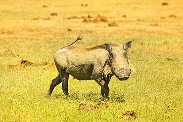 Side view of African warthog in the steppe of Addo Elephant National Park in Eastern Cape, South Africa. Addo N.P is a famous destination for African safari