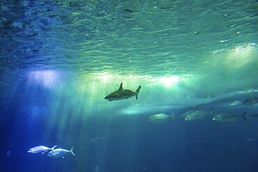 Undersea scene background. A shark and tropical fishes in deep blue water. Undersea marine life. Copy space