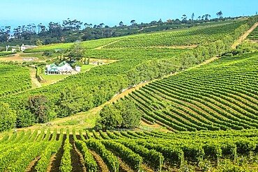Aerial view of winery farm in green grapevine. Constantia, Cape Town, South Africa. The Constantia Wine Valley is the most spectacular wine experience in the world with a unique blend of wine