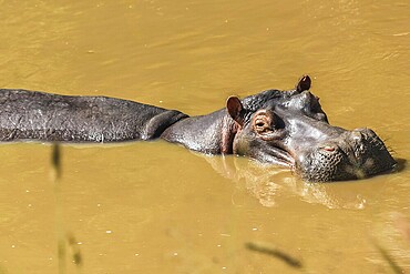 Hippopotamus in a river resting in Serengeti National Park, Tanzania Africa