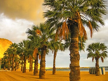 Row of palm trees in the Teresitas beach, Tenerife, Canary Islands