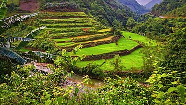 Typical Vietnamese landscape in spring with green vegetation
