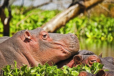 Hippo in a pond. Behemoth - a typical representative of the African fauna. Semi-aquatic animal